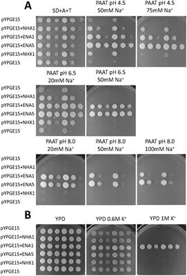 The transportome of the endophyte Serendipita indica in free life and symbiosis with Arabidopsis and its expression in moderate salinity